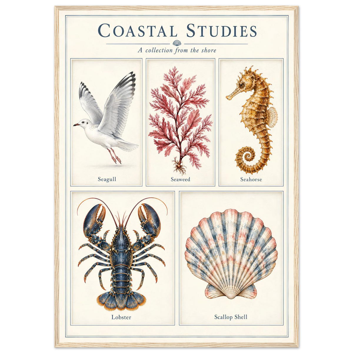 A framed art print titled 'Coastal Studies: A collection from the shore' featuring vintage-style illustrations of a seagull, seaweed, a seahorse, a lobster, and a scallop shell on an off-white background.