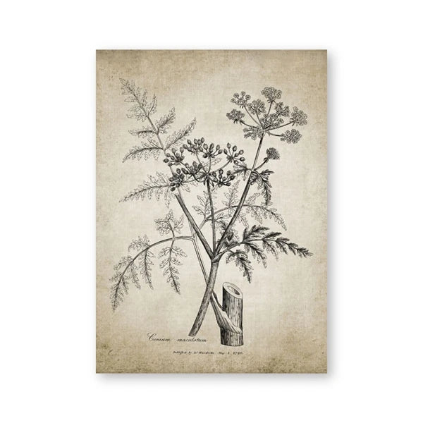 A vintage botanical art print featuring a detailed black ink illustration of a plant stem with compound leaves and umbel flowers on a textured, aged beige paper background.