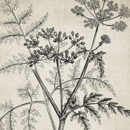 A botanical line art print featuring detailed illustrations of a plant's stems, leaves, and clusters of small flower buds on a textured beige background.
