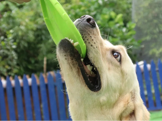 Dog playing with a green toy frisbee held by a person outdoors.
