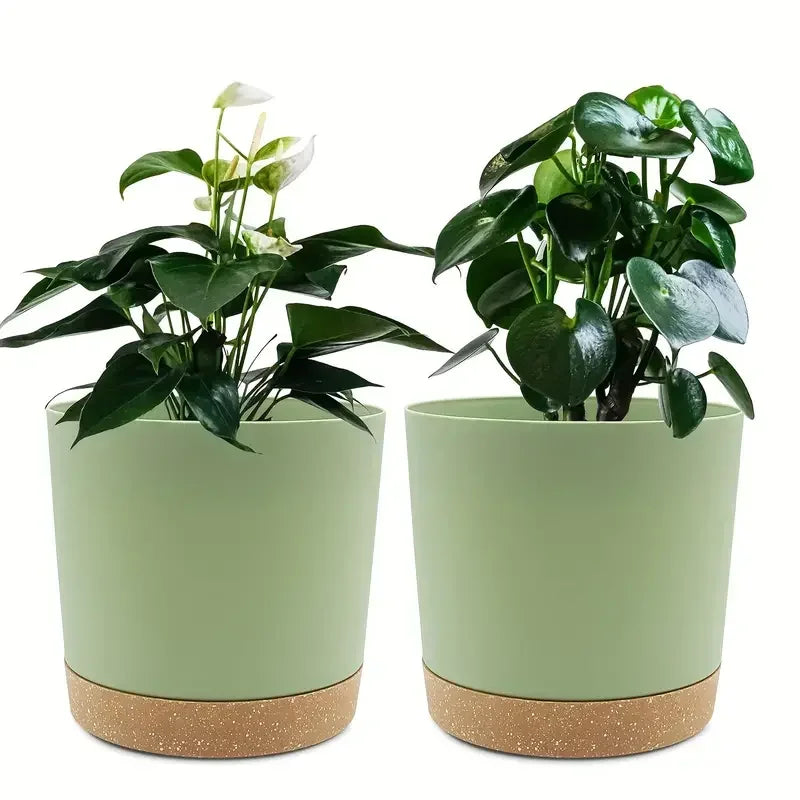 Two green potted plants in matching pots with cork bases on a white background