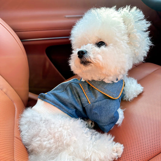 Small white dog wearing a denim outfit sitting in a car.