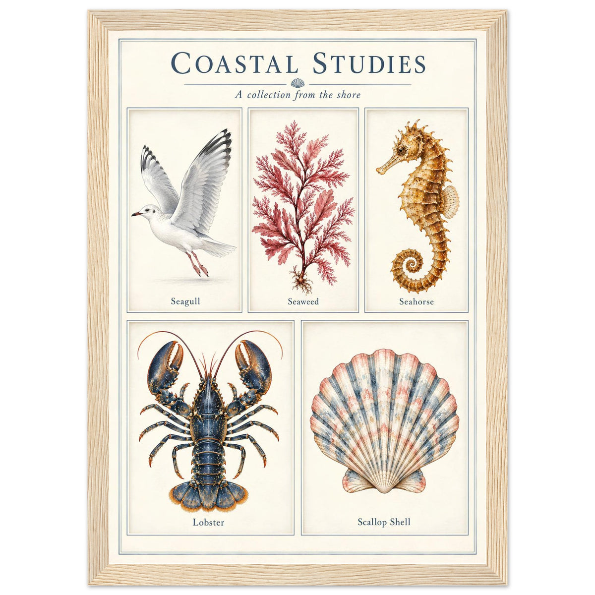 A framed art print titled 'COASTAL STUDIES' featuring vintage-style illustrations of a seagull, seaweed, seahorse, lobster, and scallop shell on an off-white background, enclosed in a light wood frame.