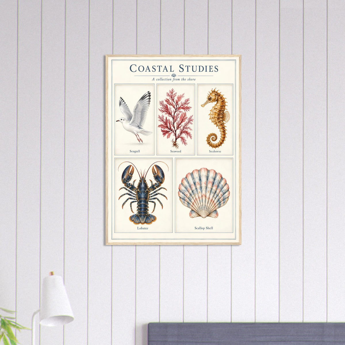 A framed vintage-style educational poster titled 'Coastal Studies' hanging on a white paneled wall. The poster features five labeled illustrations: a seagull, kelp, seahorse, lobster, and scallop shell.