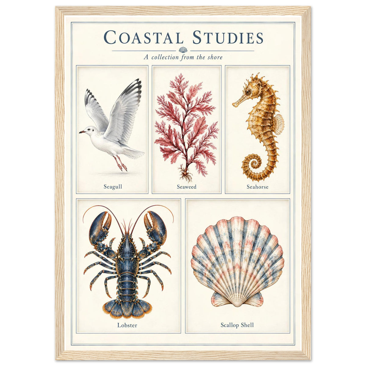 A framed vintage-style educational poster titled 'COASTAL STUDIES: A collection from the shore' featuring illustrated marine life and sea plants, including a seagull, seaweed, seahorse, lobster, and scallop shell, shown against a clean white background.