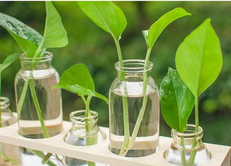 Plants growing in small glass bottles with a blurred green background