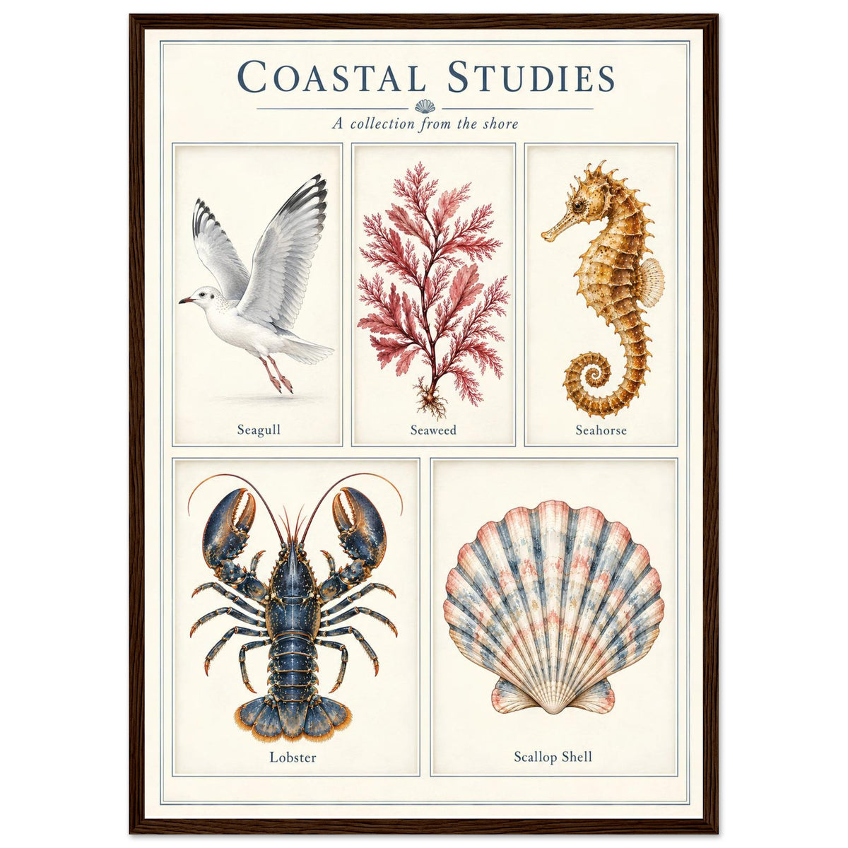 A framed vintage-style educational poster titled 'Coastal Studies: A collection from the shore' featuring illustrated seagull, seaweed, seahorse, lobster, and scallop shell drawings on an off-white background with a dark wood frame.