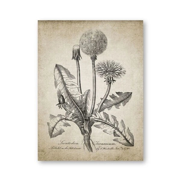 A vintage botanical art print of a dandelion, featuring detailed black ink sketches on a textured, aged beige paper background, shown as a vertical rectangular print against a plain white backdrop.