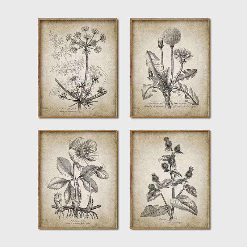 Set of four vintage botanical art prints with detailed black ink illustrations on aged beige paper, each in a light wood frame, arranged in a 2x2 grid on a light gray background.