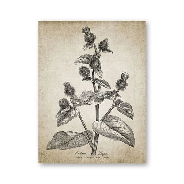 A vintage botanical art print featuring a detailed black ink sketch of a plant with leaves and seed heads on an aged, textured beige background, shown as a vertical rectangular print against a plain white backdrop.