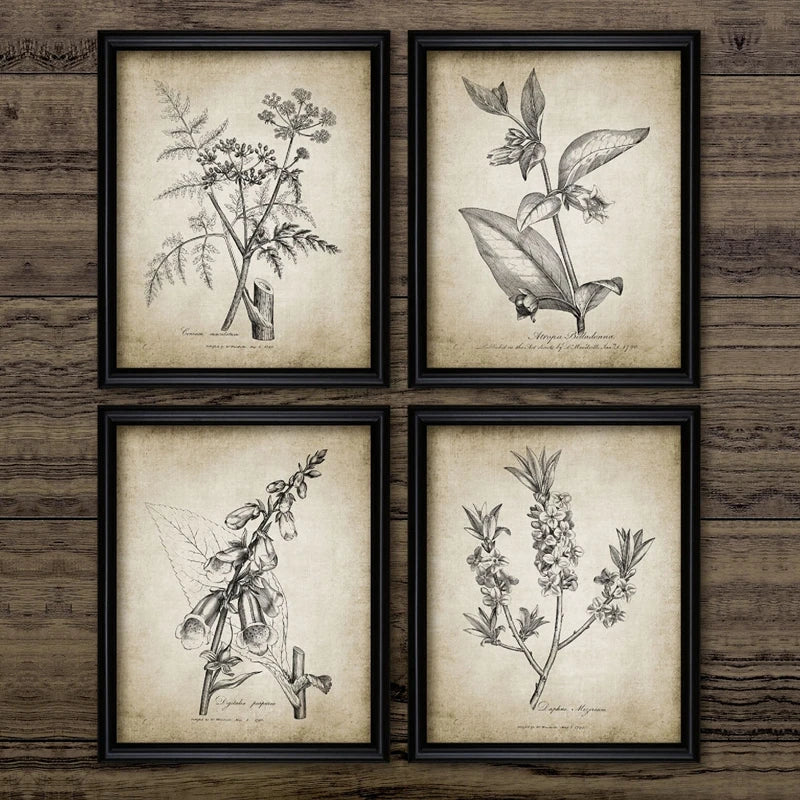 Set of four framed botanical art prints with black ink drawings on aged beige paper, arranged in a 2x2 grid on a dark wood plank background.
