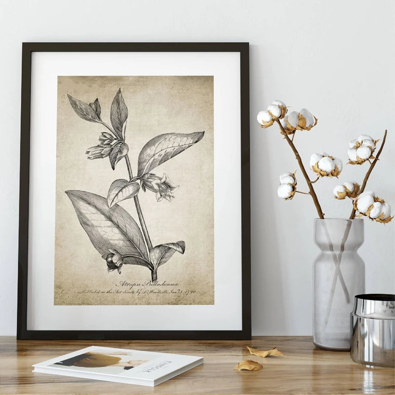 A framed botanical art print featuring a vintage-style drawing of a plant on aged beige paper, displayed on a wooden surface next to a glass vase with cotton stems and a small book.