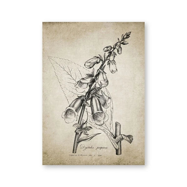 A botanical art print featuring a detailed black ink sketch of a bellflower branch on a textured, aged beige paper background, shown against a clean white backdrop.