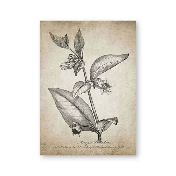 A vertical botanical art print featuring a detailed black ink illustration of a plant stem with leaves and small flowers on a textured beige background, shown against a plain white backdrop.