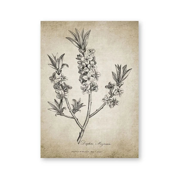 A vintage botanical art print featuring a detailed black ink sketch of a flowering branch on a textured, aged beige parchment background.