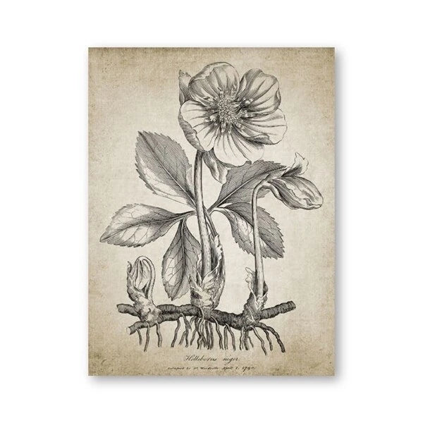 A vertical botanical art print featuring a detailed black ink sketch of a flowering plant with leaves and roots on an aged beige parchment-style background, shown against a plain white backdrop.