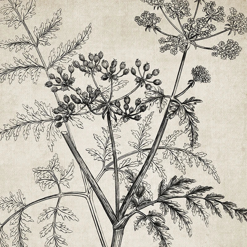 A botanical line art print featuring detailed illustrations of a plant's stems, leaves, and clusters of small flower buds on a textured beige background.