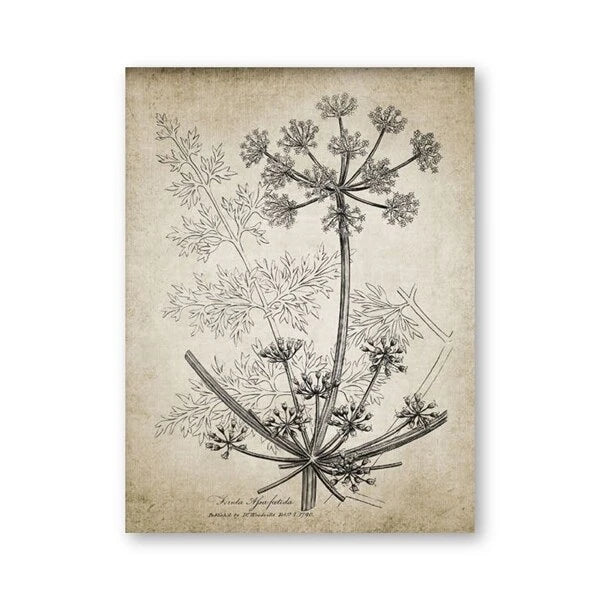 A vertical botanical art print featuring a detailed black ink illustration of a wild carrot or dandelion-like plant on an aged beige parchment-style background, shown against a clean white backdrop.