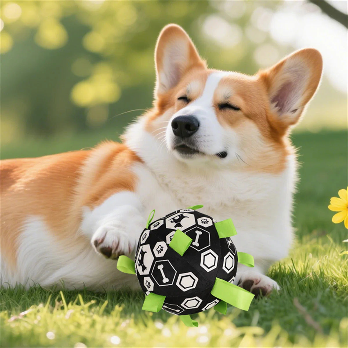 Dog playing with a black and white ball with green accents on grass