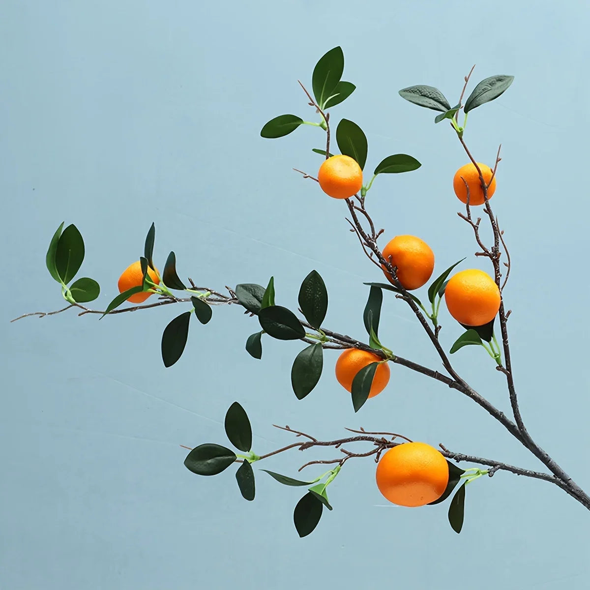 Branch of a citrus tree with orange fruits against a light blue background