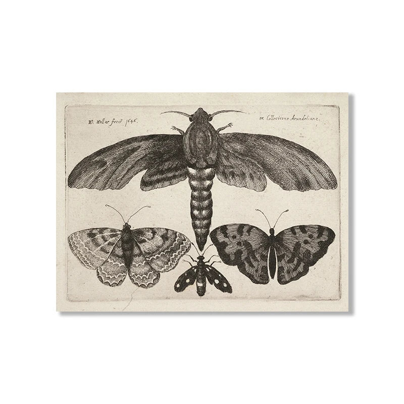 Vintage-style illustration of moths and butterflies on a beige background