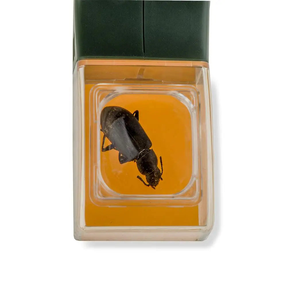 Insect encased in clear resin on a yellow background with a green border