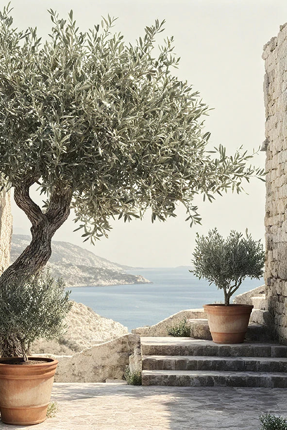 Olive trees in pots on a stone pathway with a scenic background