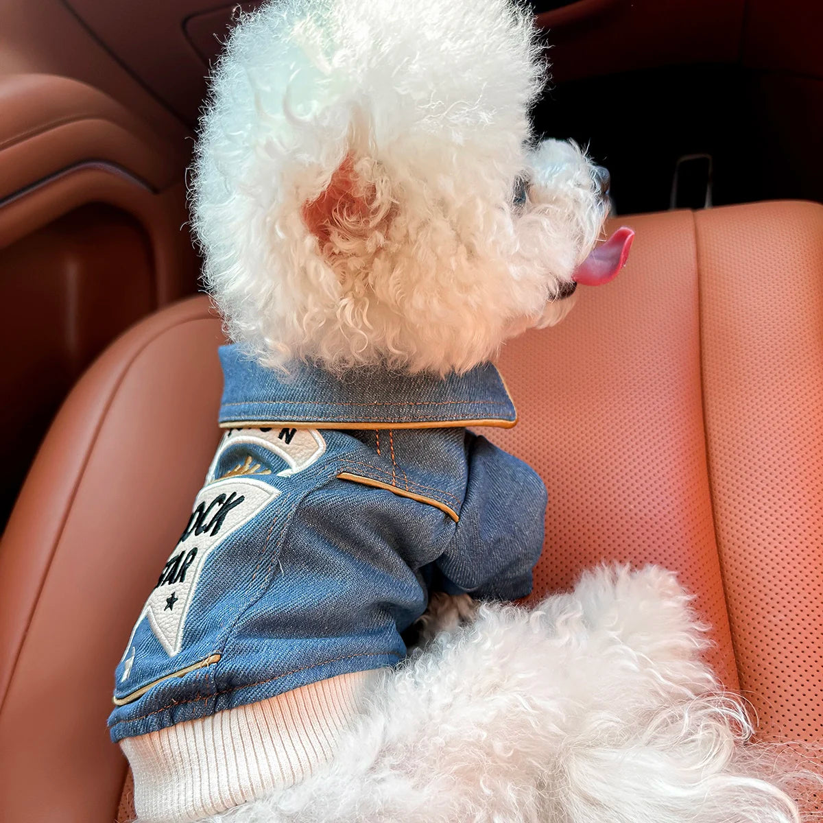 Small white dog wearing a denim jacket sitting in a car.