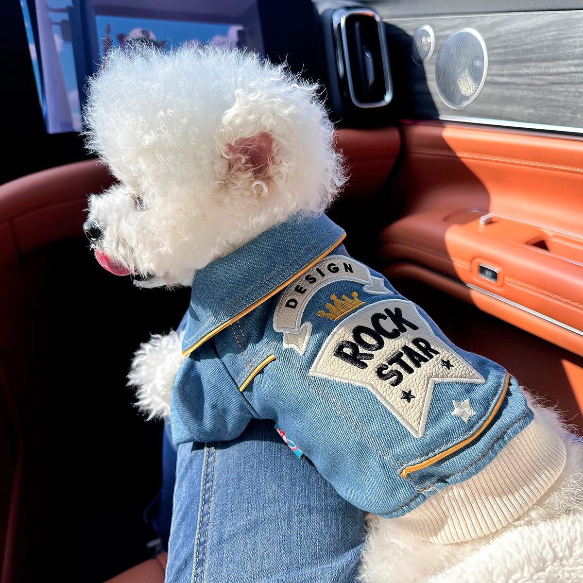 Small white dog wearing a denim jacket with 'Rock Star' text inside a car.