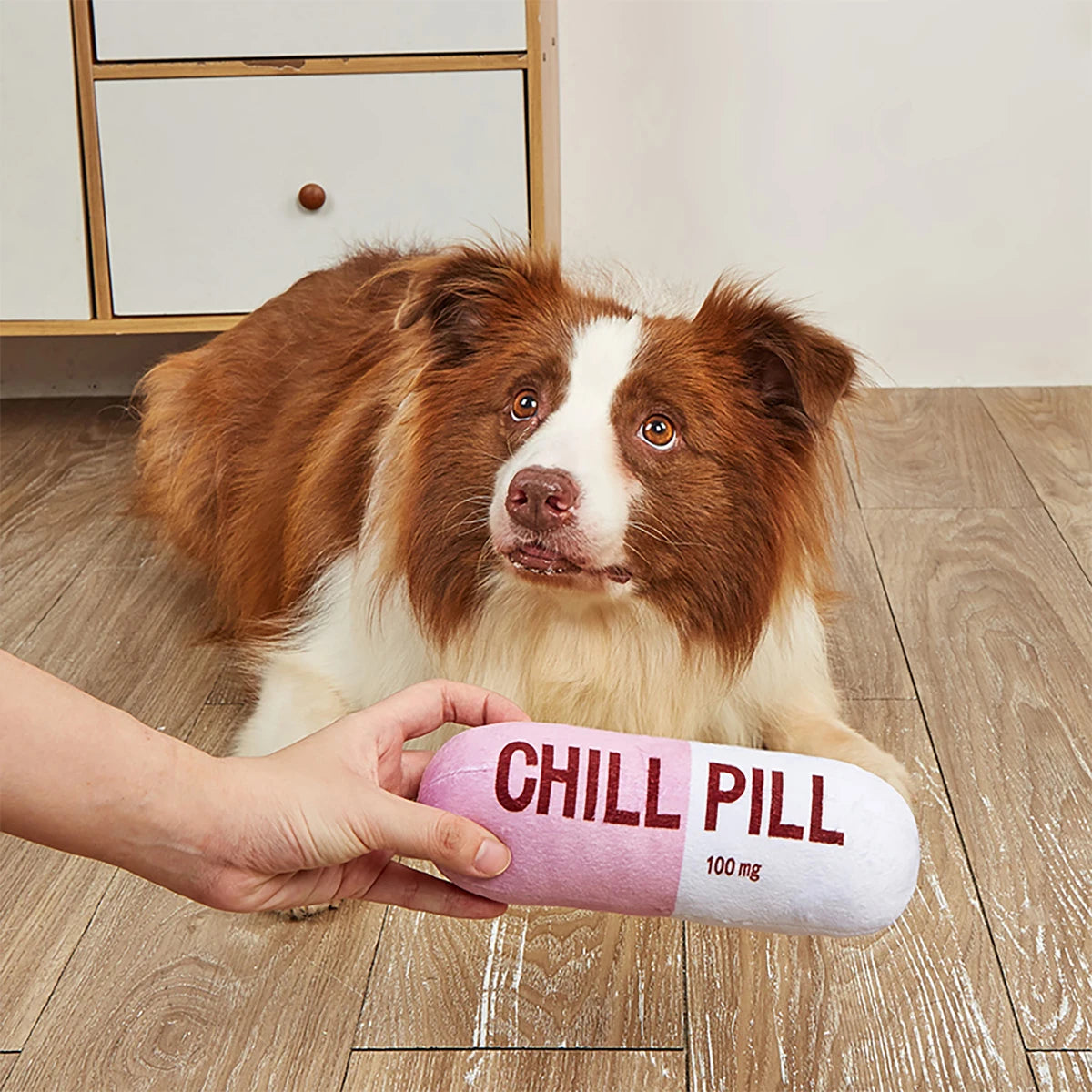 Dog sitting on a wooden floor with a person holding a 'Chill Pill' toy