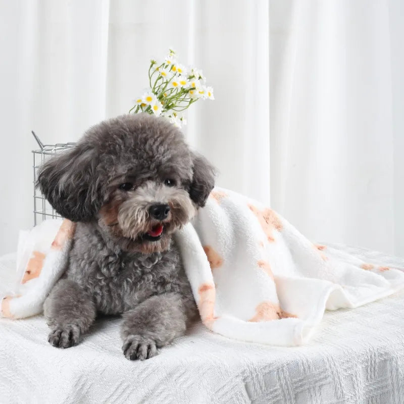 Small gray dog sitting on a bed with a white and orange blanket
