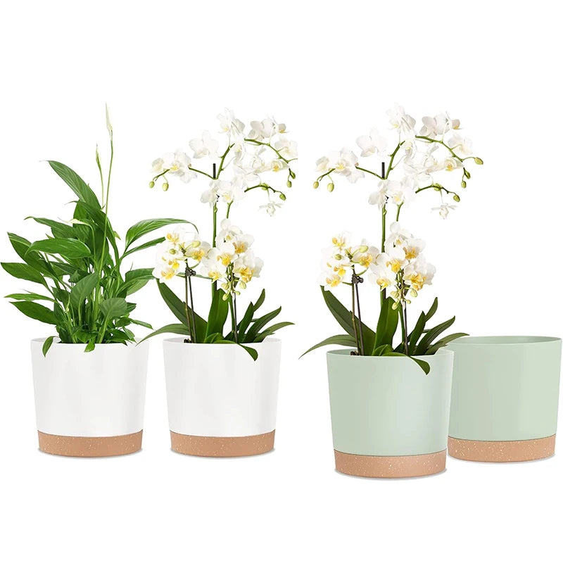 Four potted plants in white and light green pots on a white background