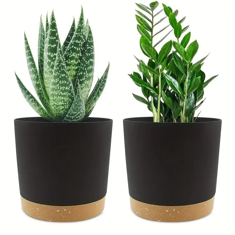 Two potted plants in black pots with brown bases on a white background