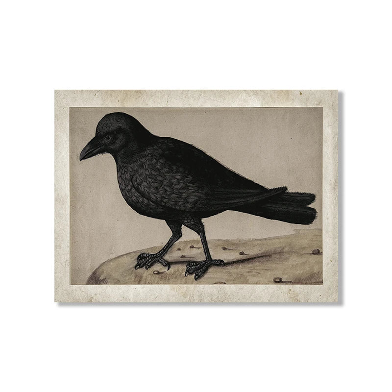 Vintage-style illustration of a crow on a plain background