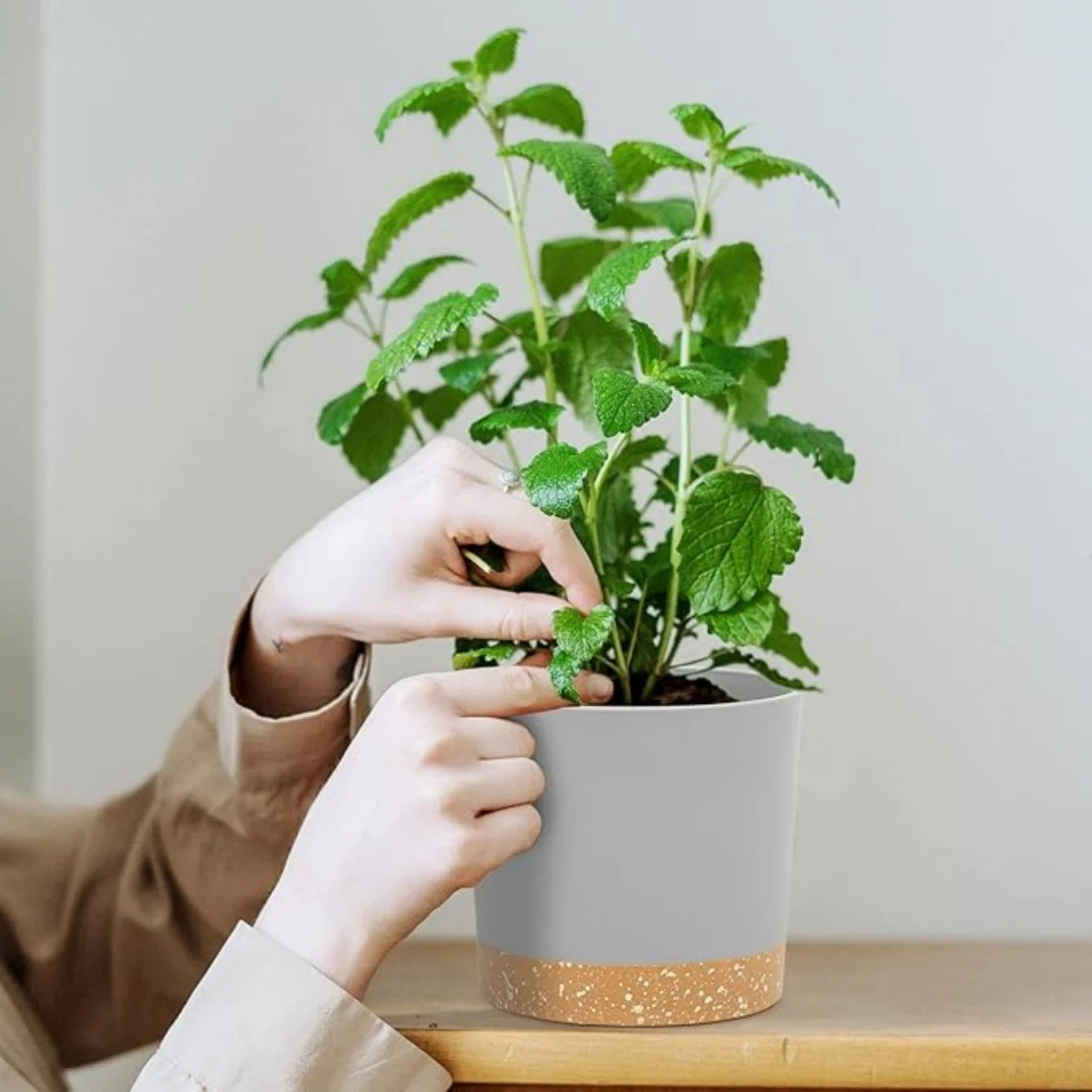Person holding a potted plant with a neutral background