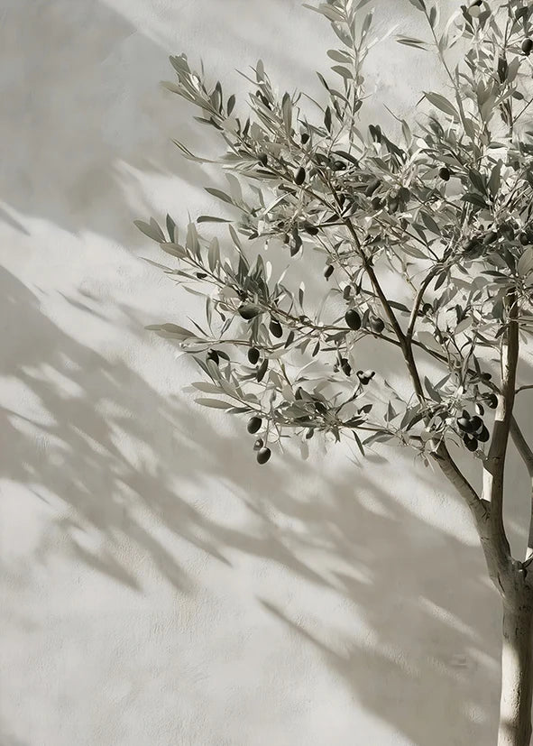 Olive branch with olives casting shadows on a light background