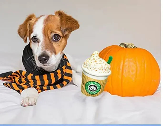 Dog in Halloween costume with a pumpkin and Starbucks cup on a white background