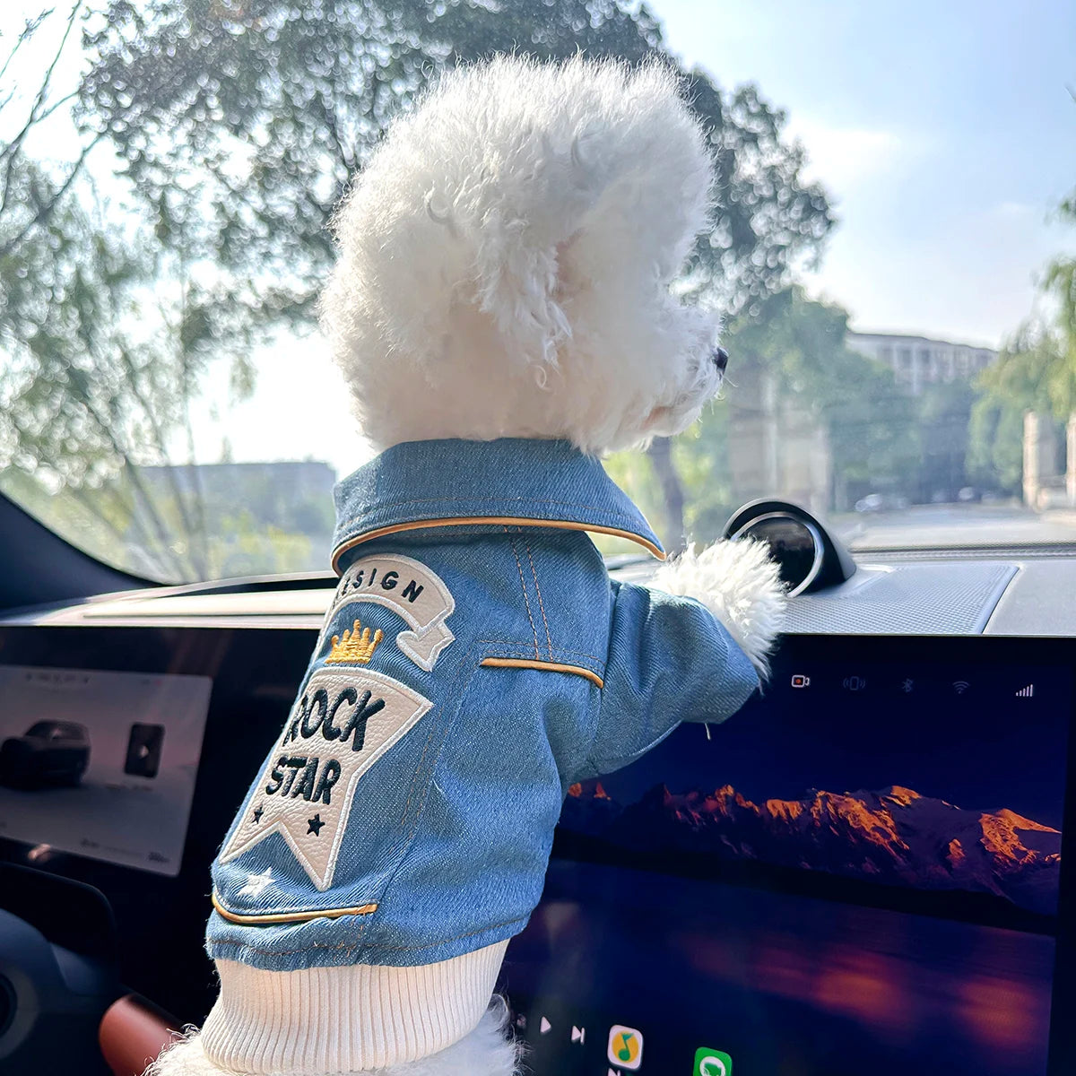 Small dog wearing a denim jacket with 'Rock Star' text inside a car.