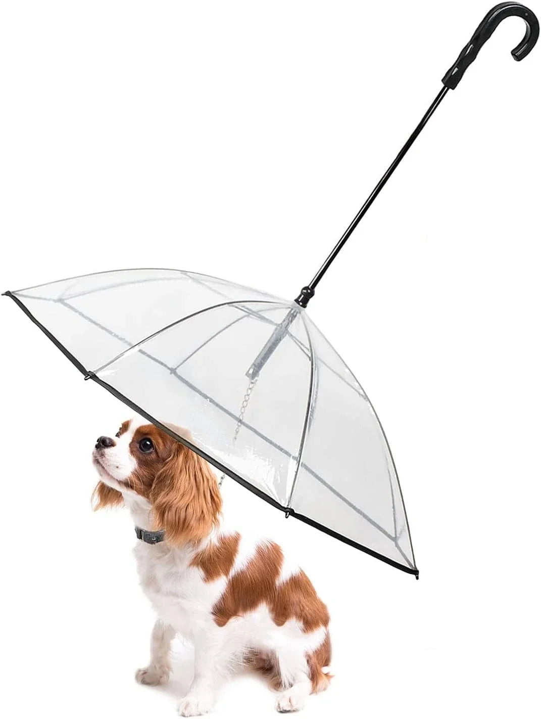 Dog standing under a clear umbrella on a white background