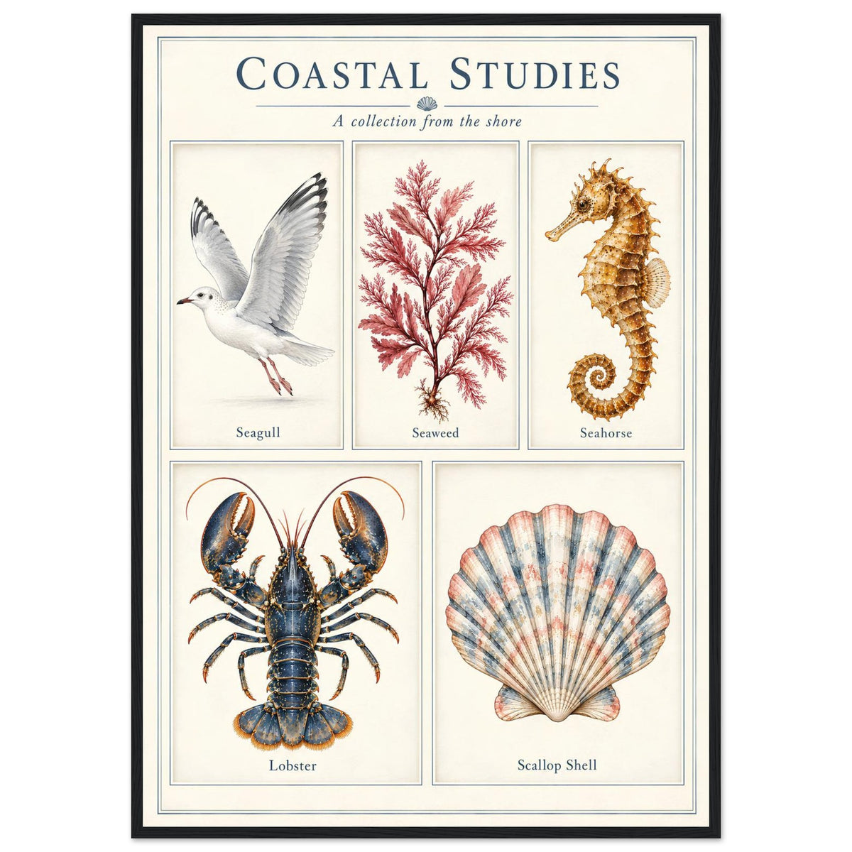 A framed art print titled 'Coastal Studies: A collection from the shore' featuring five vintage-style scientific illustrations of coastal subjects: a seagull, seaweed, a seahorse, a lobster, and a scallop shell, arranged in a 2x3 grid on an off-white background with a thin black frame.