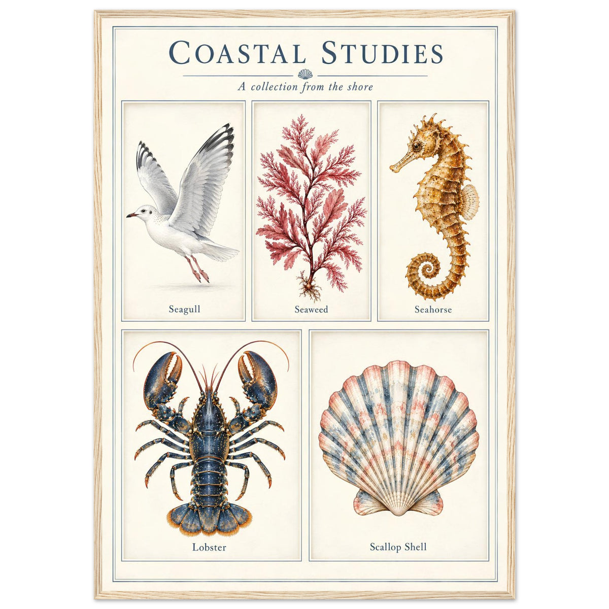 A framed educational poster titled 'Coastal Studies: A collection from the shore' featuring vintage-style illustrations of a seagull, seaweed, seahorse, lobster, and scallop shell on an off-white background with a light wood frame.