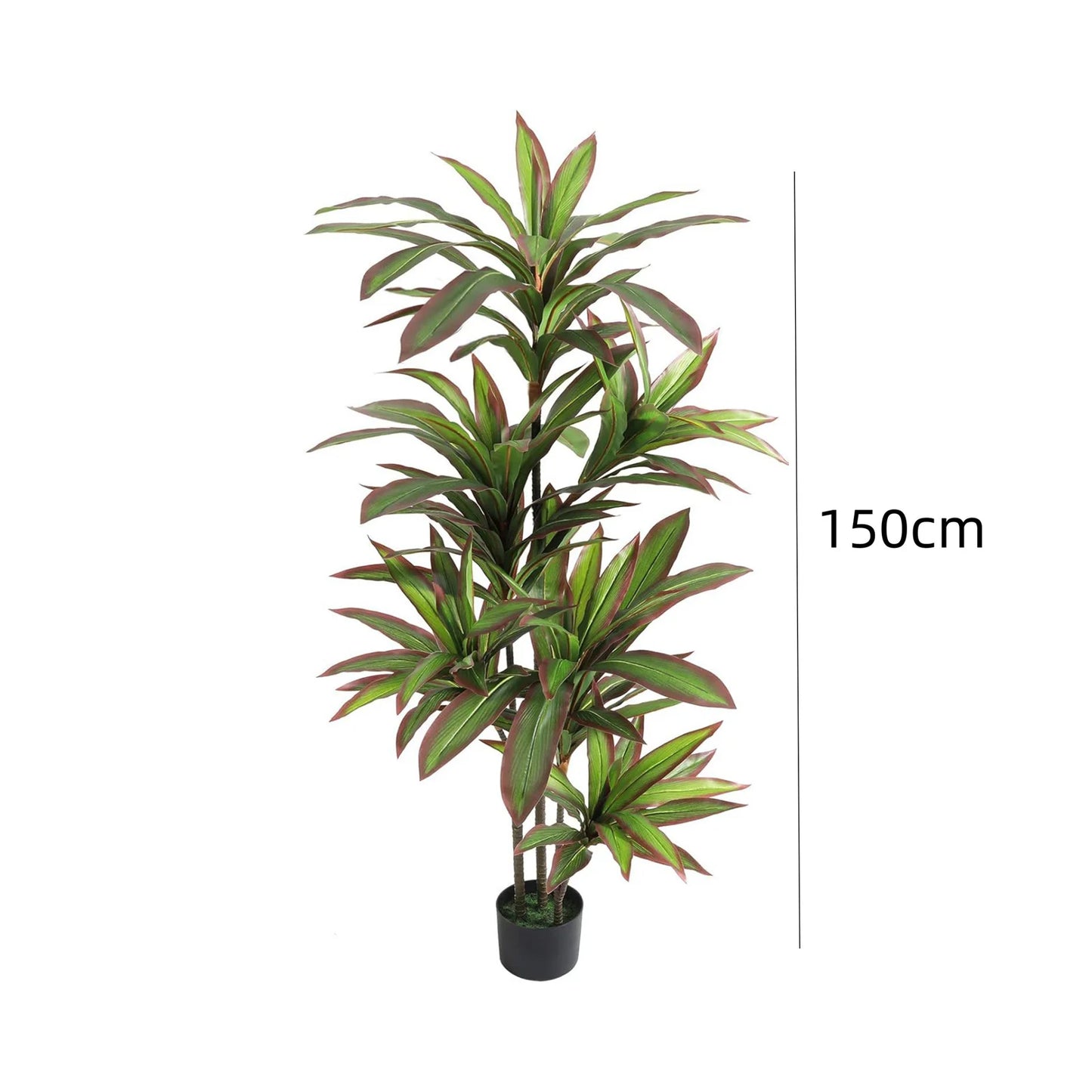Potted plant with a measurement of 150cm on a white background