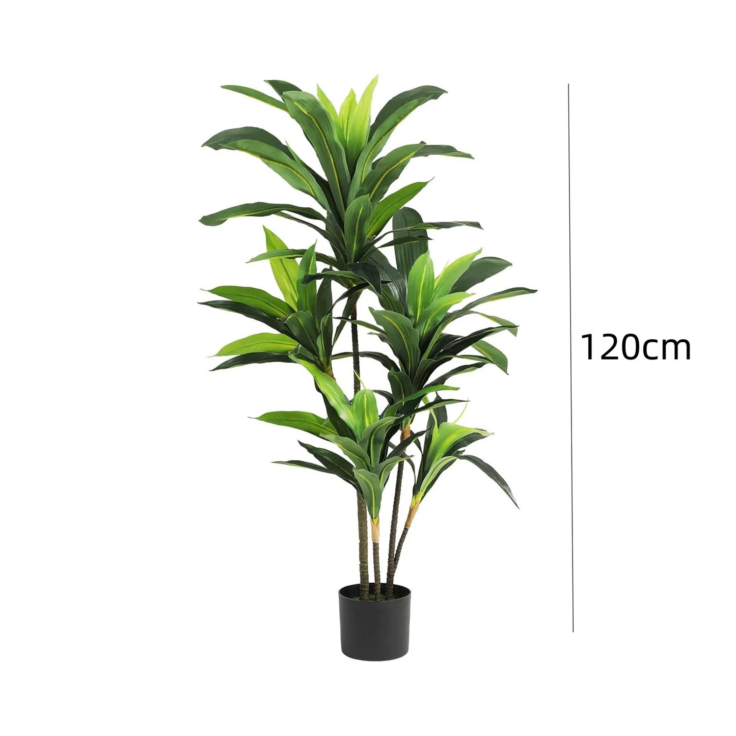Potted plant with a measurement label indicating height on a white background