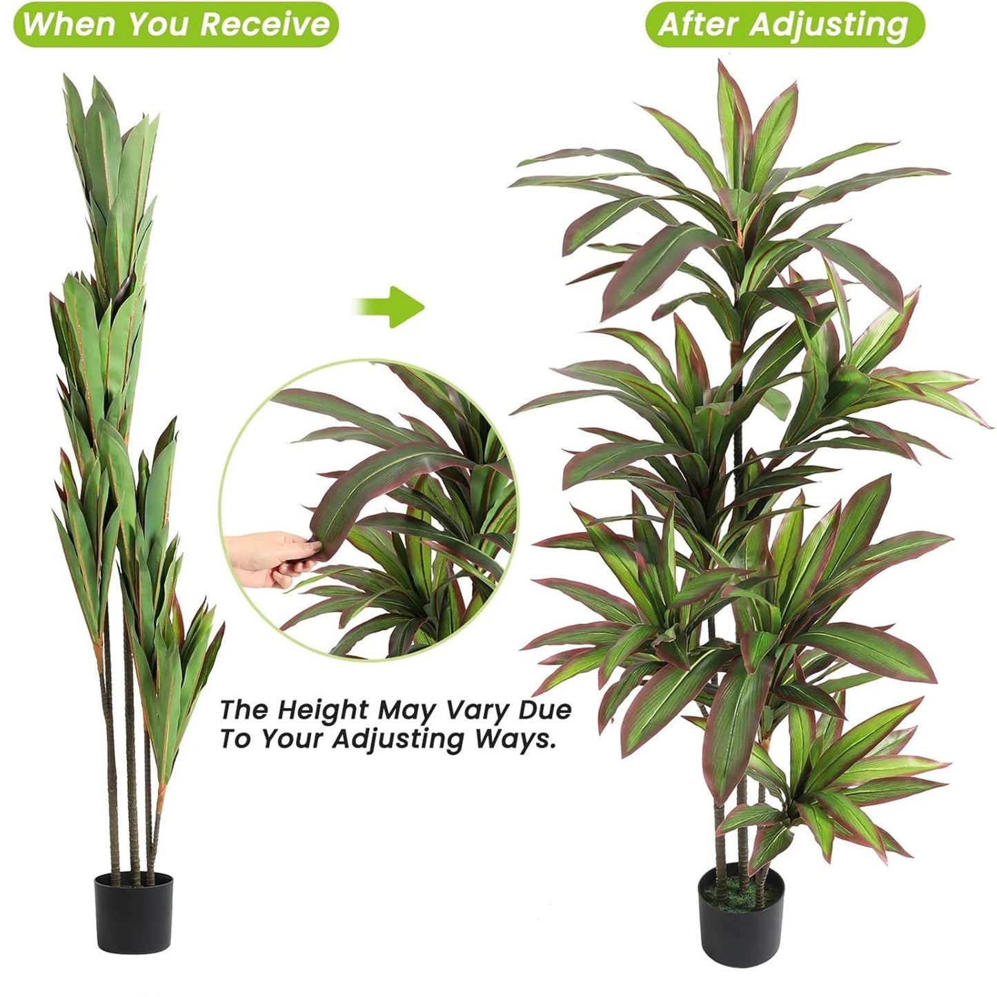 Comparison of a plant before and after adjusting its height on a white background.
