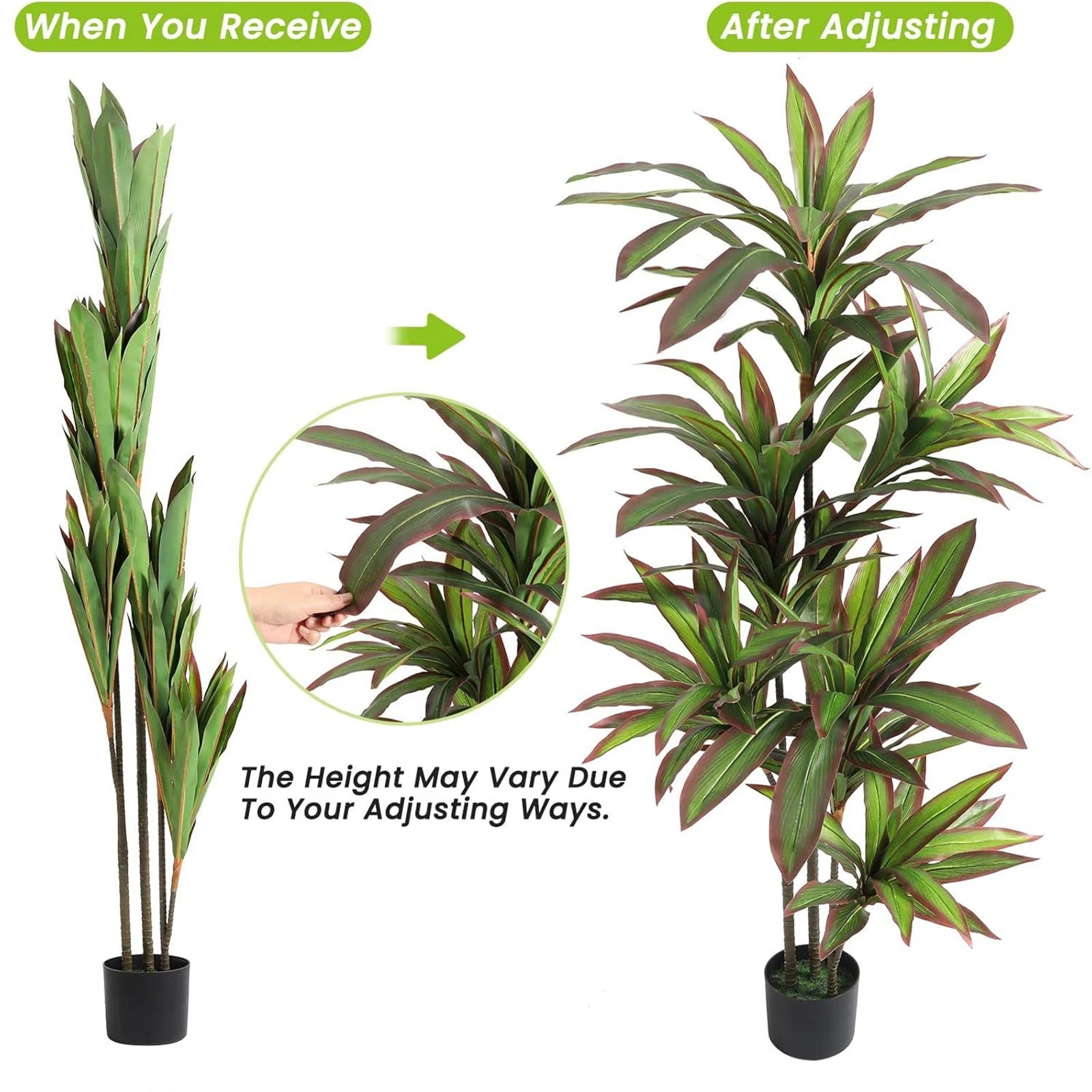 Comparison of a plant before and after adjusting its height on a white background.