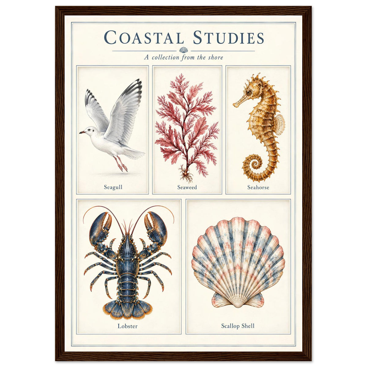 A framed vintage-style educational poster titled 'COASTAL STUDIES' showing illustrated marine life and sea plants: a seagull, seaweed, seahorse, lobster, and scallop shell, with a dark wood frame and cream background.