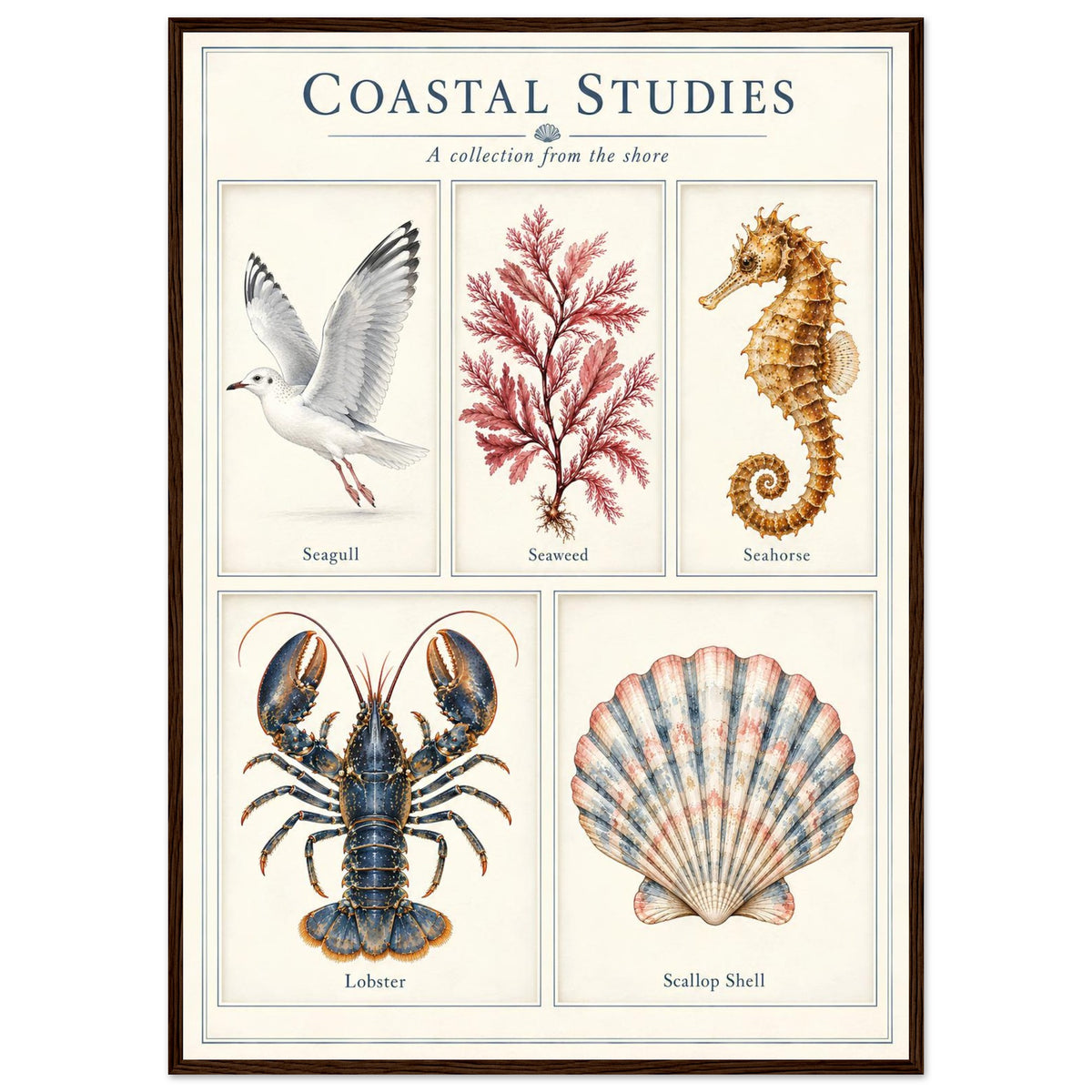 A framed art print titled 'Coastal Studies: A collection from the shore' featuring five labeled marine illustrations: a seagull, seaweed, a seahorse, a lobster, and a scallop shell, arranged in a 2x3 grid on an off-white background with a dark brown frame.