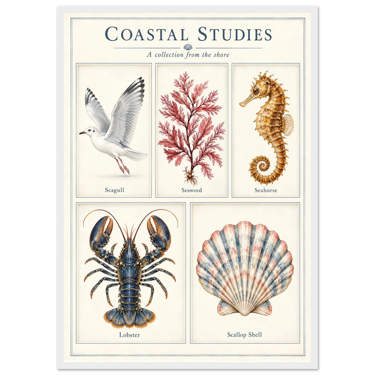 A framed art print titled 'Coastal Studies: A collection from the shore' featuring vintage-style illustrations of a seagull, seaweed, a seahorse, a lobster, and a scallop shell on an off-white background.