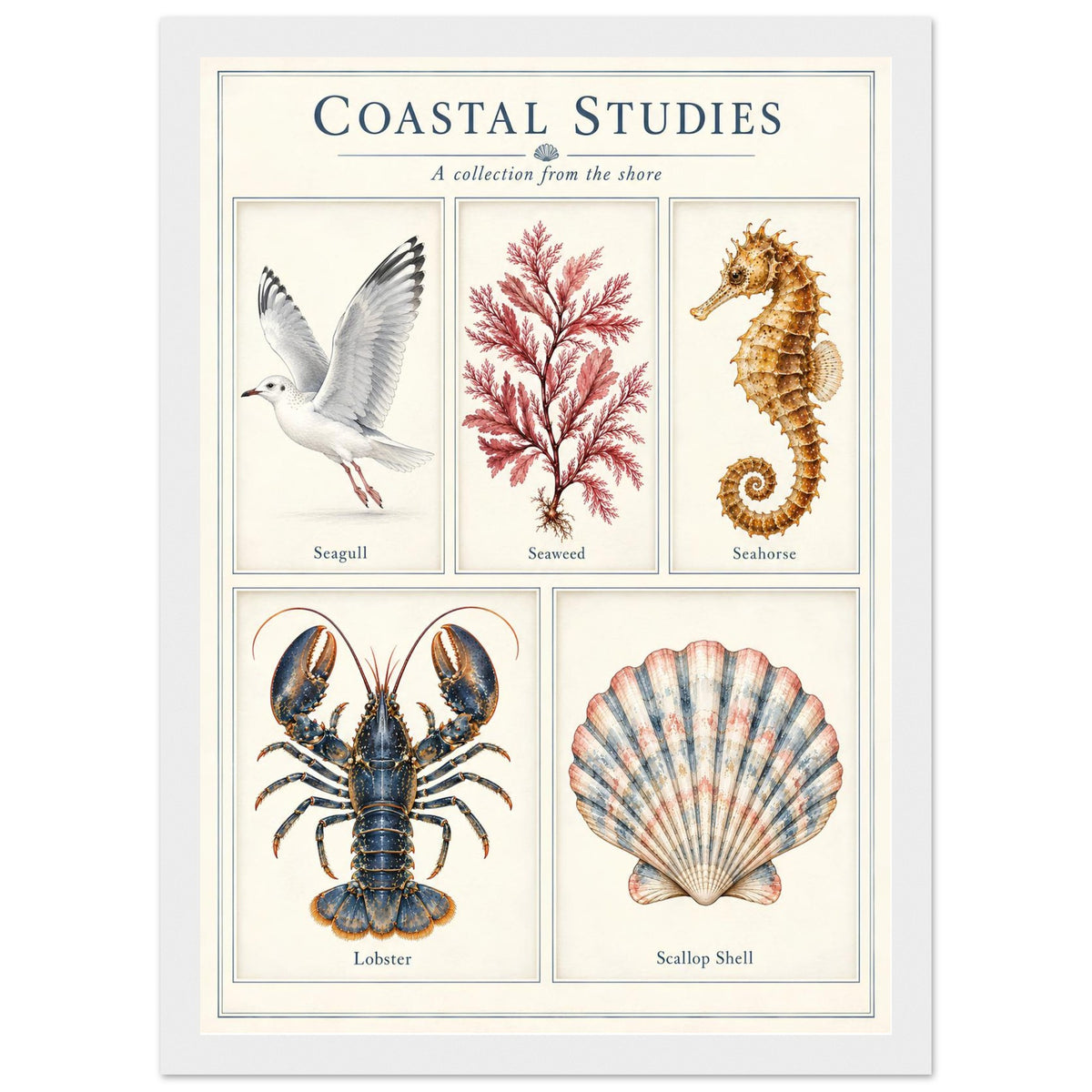 A framed vintage-style educational poster titled 'COASTAL STUDIES: A collection from the shore' showing five labeled illustrations: a seagull, seaweed, seahorse, lobster, and scallop shell, on an off-white background with a white frame.