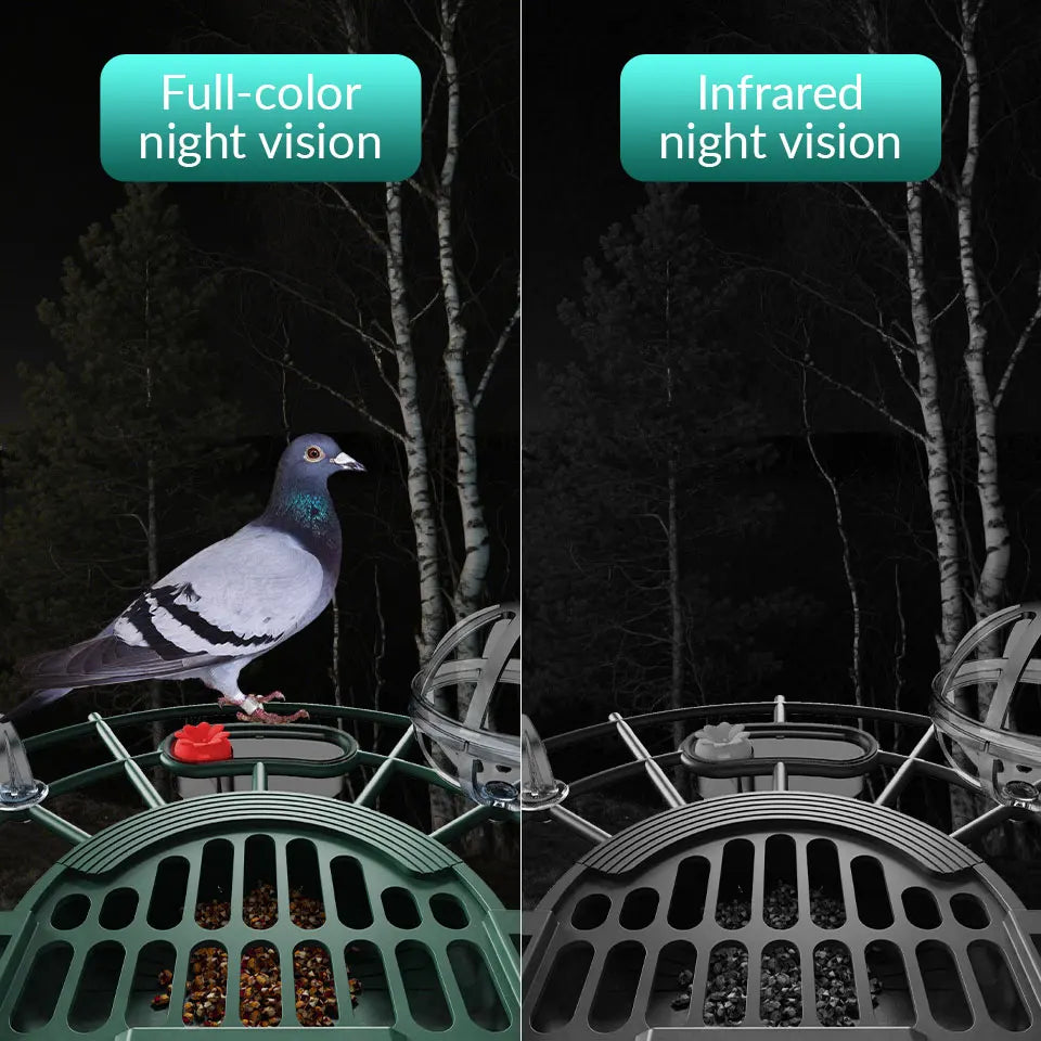 Comparison of full-color and infrared night vision on a pigeon and feeder.